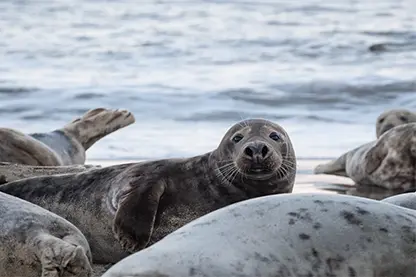 Galapagos_