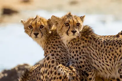 kenya_cheetah_